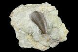 Bargain, Allosaurus Tooth On Sandstone - Colorado #177381-1